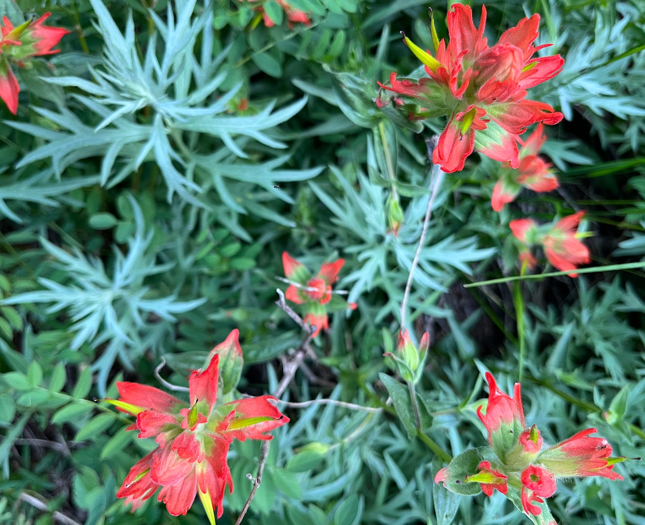 Red wildflowers against blue/green grass