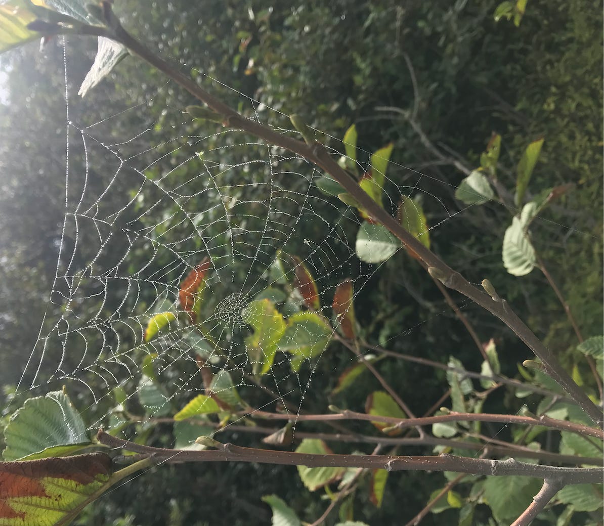 Spider web coated in dew.