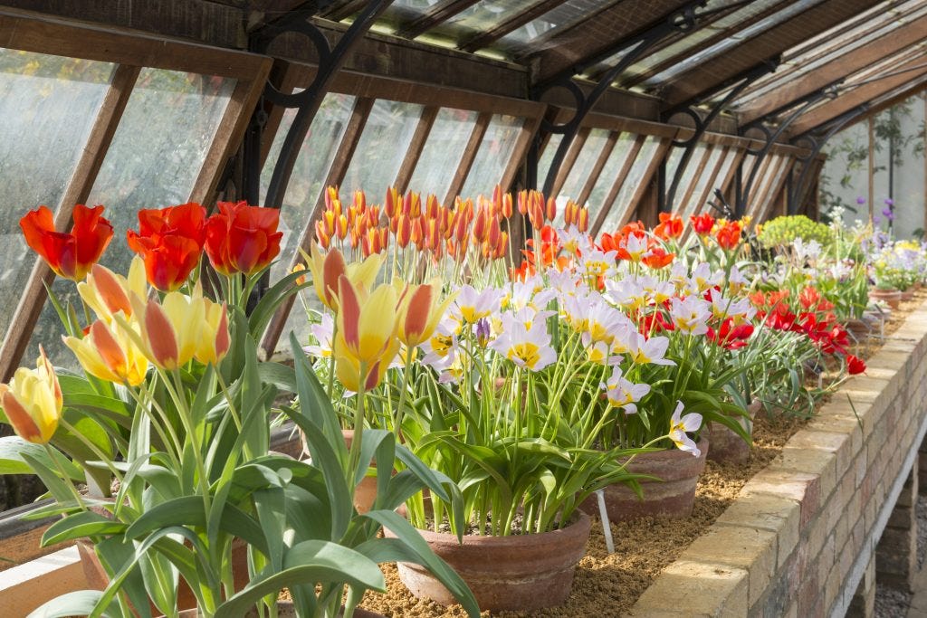 A row of tulips in oranges and reds sits inside a glasshouse.
