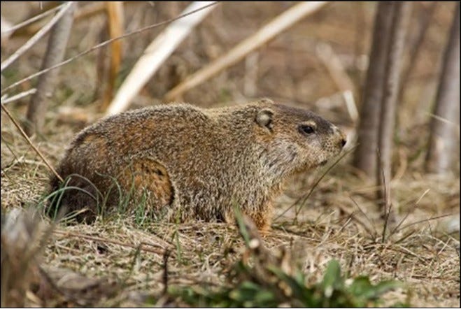 Groundhog in Pennsylvania, not native to the Pacific Northwest.