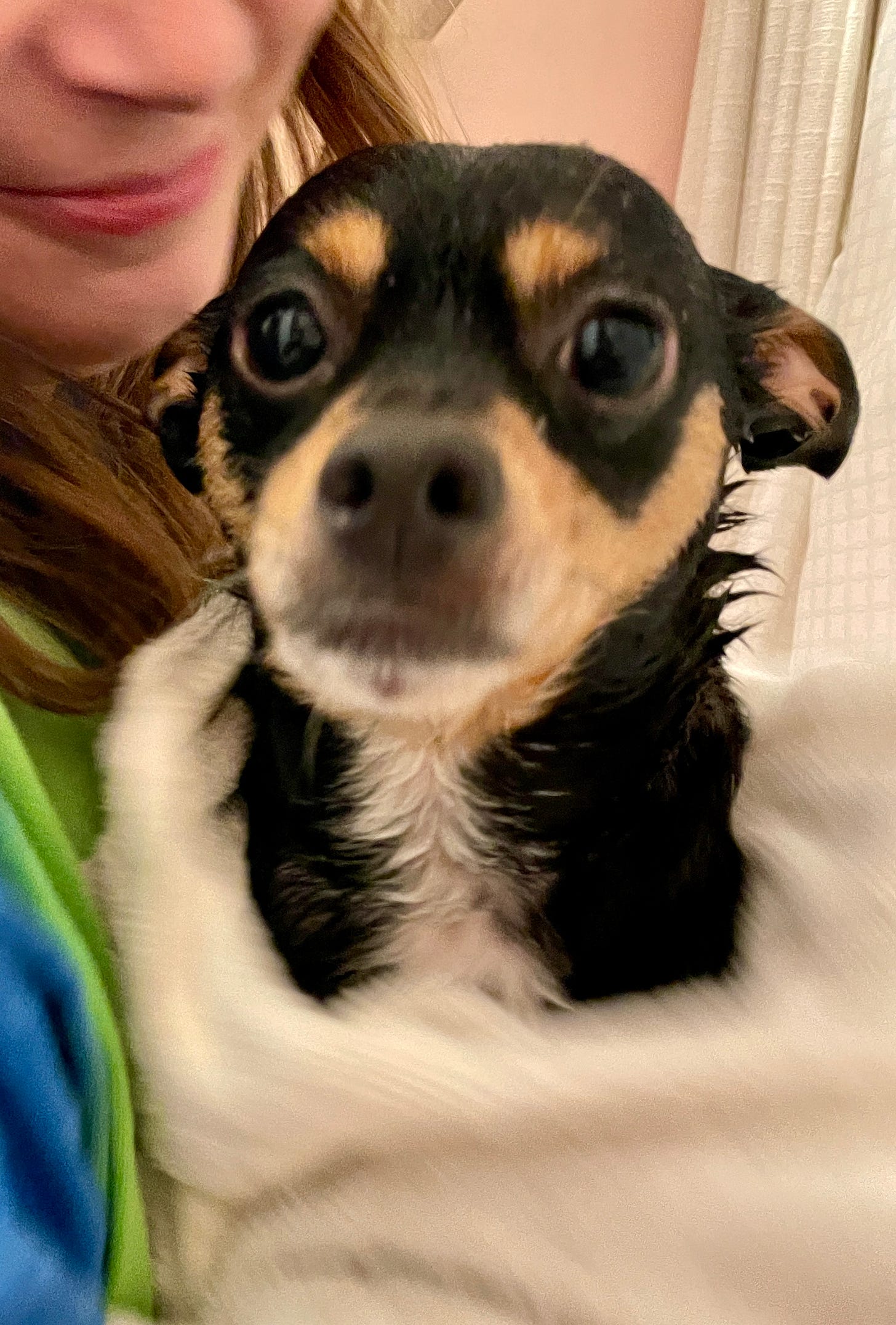 Basil, a chihuahua with black and brown fur, is wet and held in a towel by Casey.