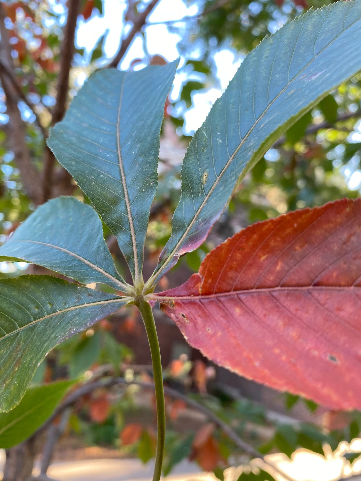 An image of five leaves on the same branch. The left four are green and the one to the right is a bright red.