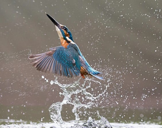 kingfisher jumping out of water kingfisher jumping out of water