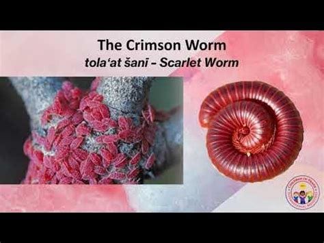 The Crimson Worm, The Scarlet Worm, Tola'at Sani, Kermes biblicus ...