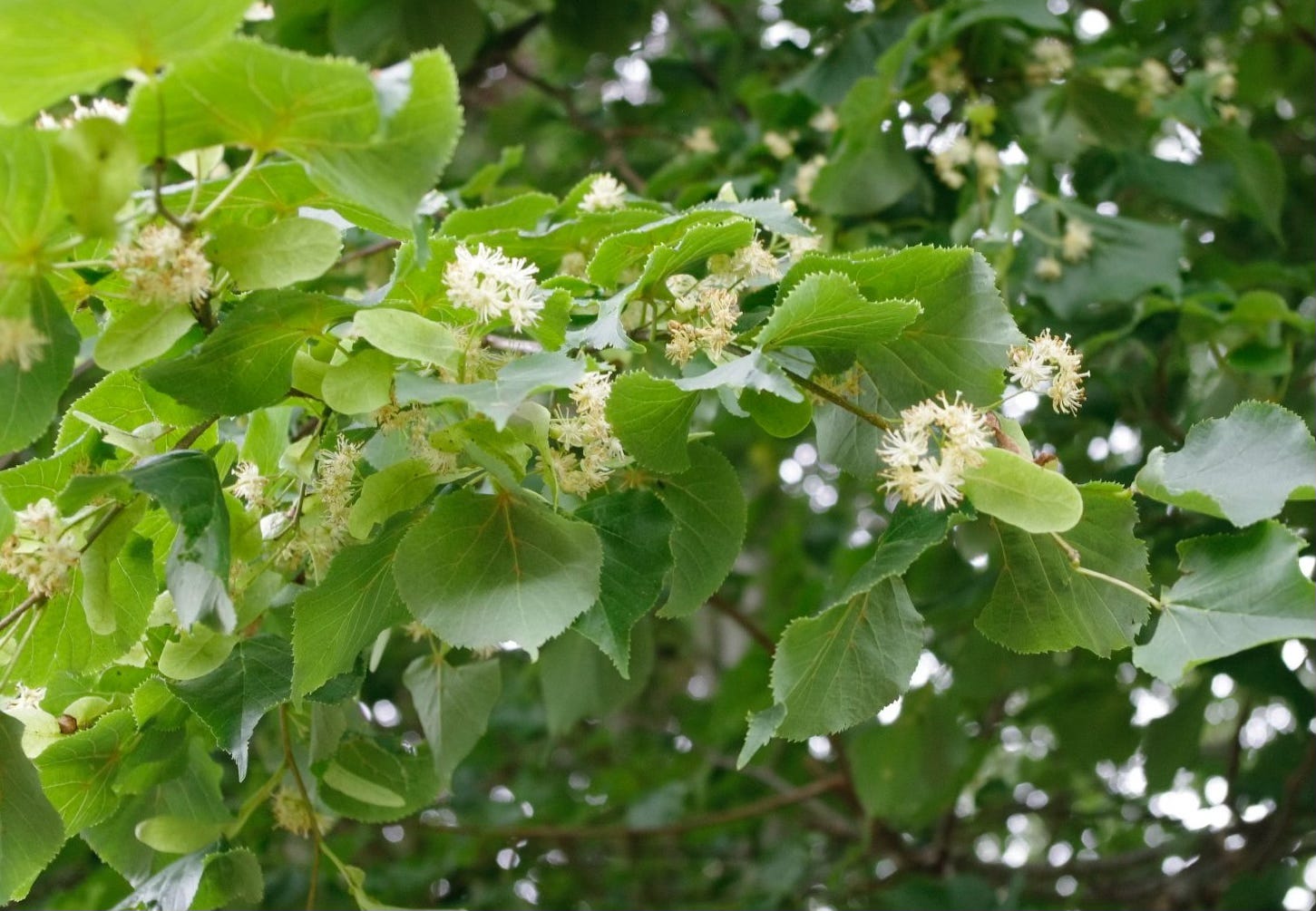 White fluffy flowers of small-leaved lime