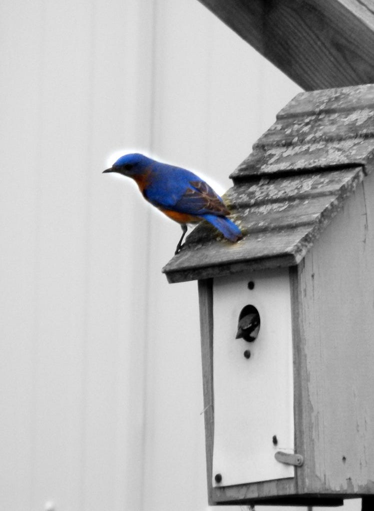 Bluebird on birdhouse