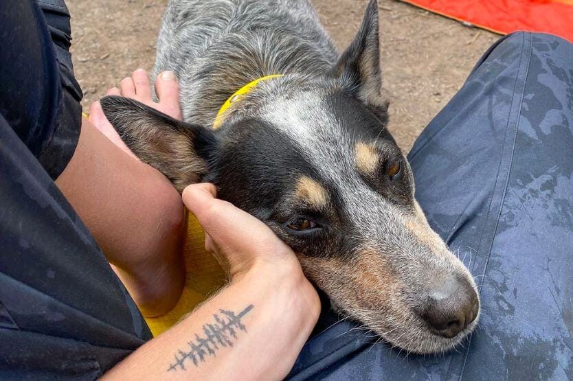 Scout the blue heeler rests her head against my hand, closing her eyes happily