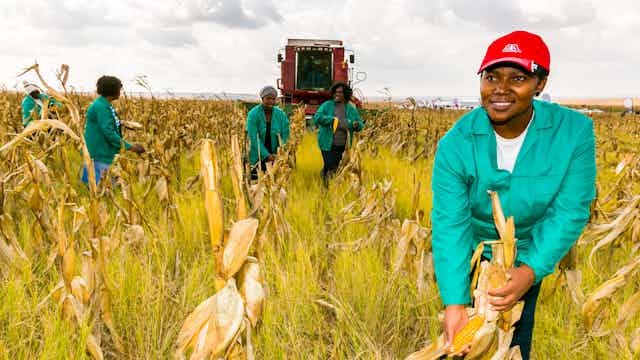Women harvesting maize in a field