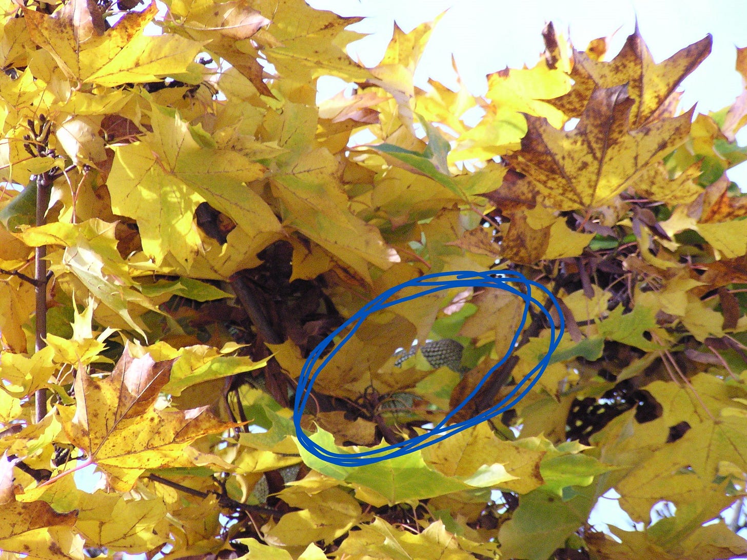 Close up of yellow leaves in tree tops and a tiny portion of iguana scales barely visible. Close up of yellow leaves in tree tops and a tiny portion of iguana scales barely visible.
