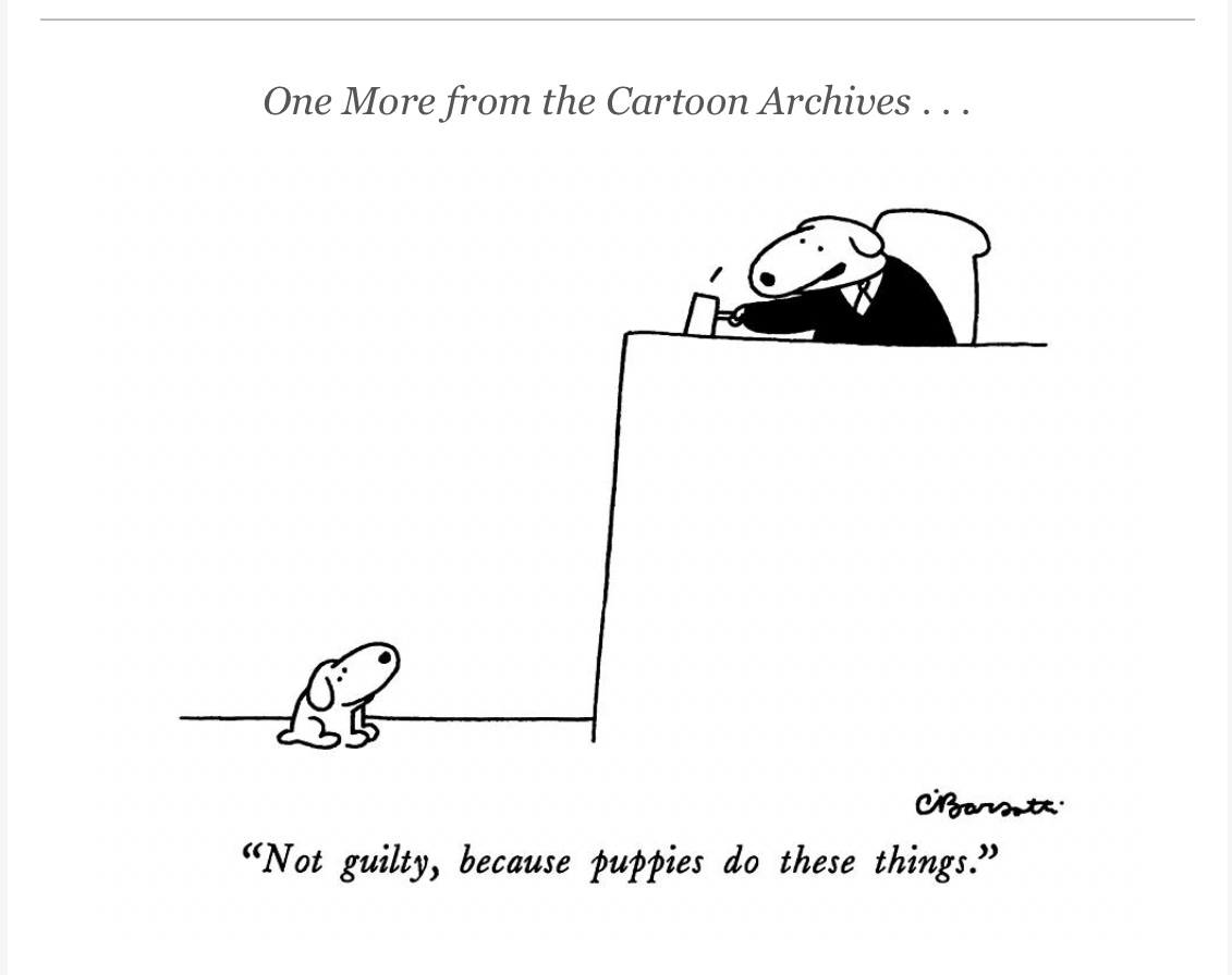 cartoon with a dog judge pronouncing a puppy "Not guilty, because puppies do these things."