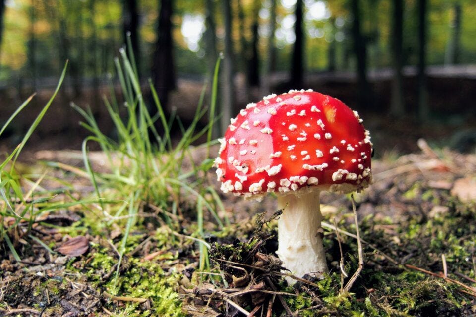 When fungi are mentioned, most people's minds jump to images of the mushrooms they gather in autumn or the yeast used for baking and winemaking. 