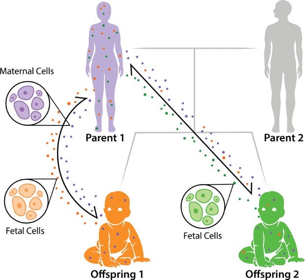 Fetal microchimerism and maternal health: A review and evolutionary ...