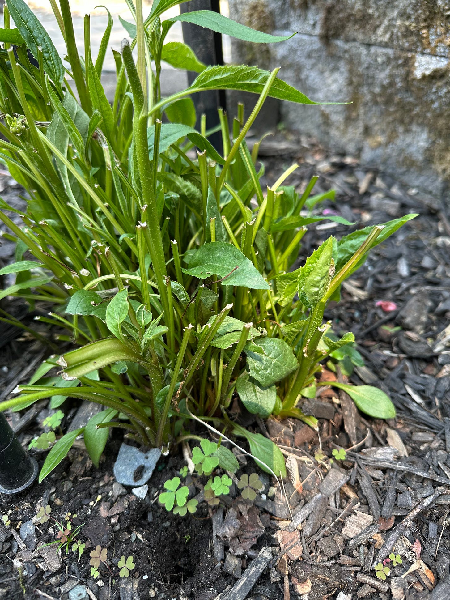 spring plant