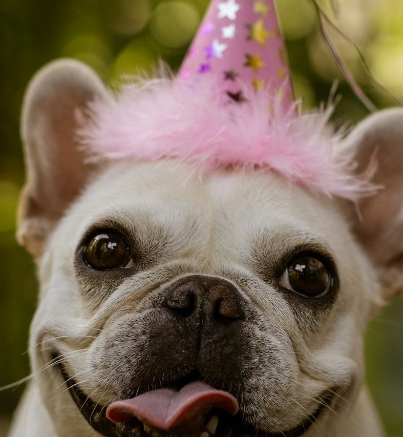 close-up photography of adult tan French bulldog close-up photography of adult tan French bulldog