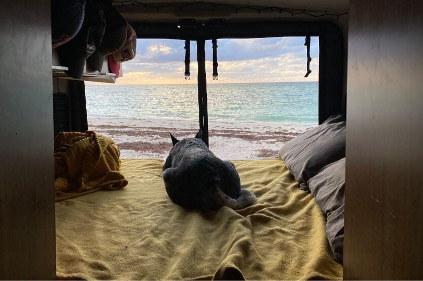 Scout the blue heeler lies in the back bed of our van, facing out over the ocean sunrise you can see through the open back doors