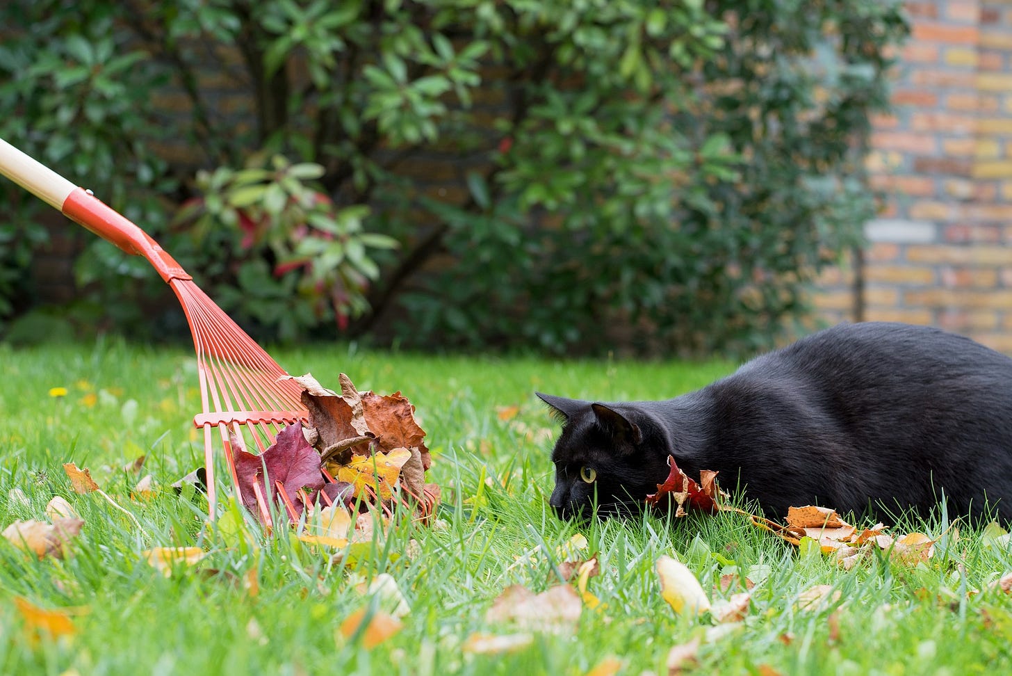 A black cat stares at a rake gathering leaves.