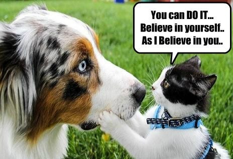 Positive Cat Gives Encouraging Advice - I Has A Hotdog - Dog Pictures ...