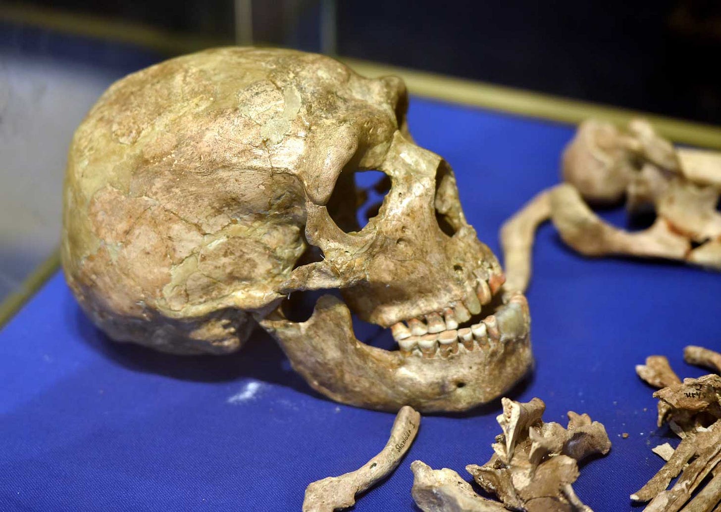 Skull of the Shanidar 1 individual with portions of the upper body skeleton visible, on a blue velvet table Skull of the Shanidar 1 individual with portions of the upper body skeleton visible, on a blue velvet table