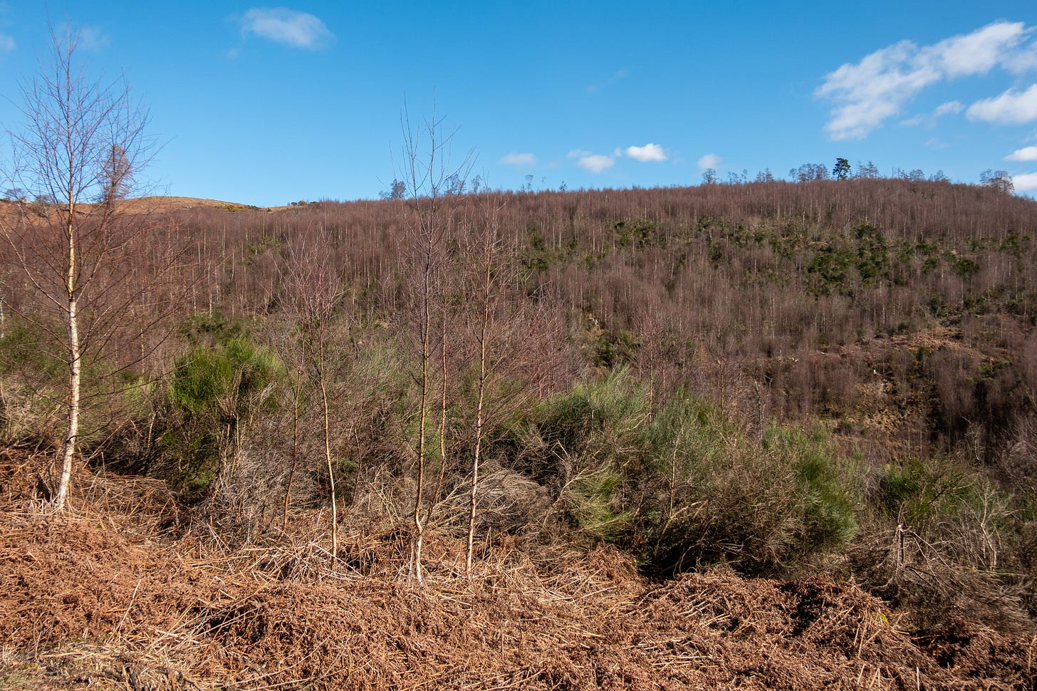 Looking from Laggan Wood across the valley to replanted Craigmore West © Felicity Martin 