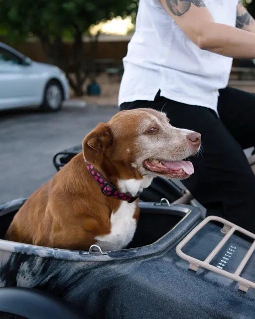 A dog passenger in the sidecar on the MOD Easy SideCar 3 electric bike. 