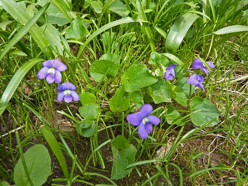 File:Viola sororia in Wisconsin.jpg