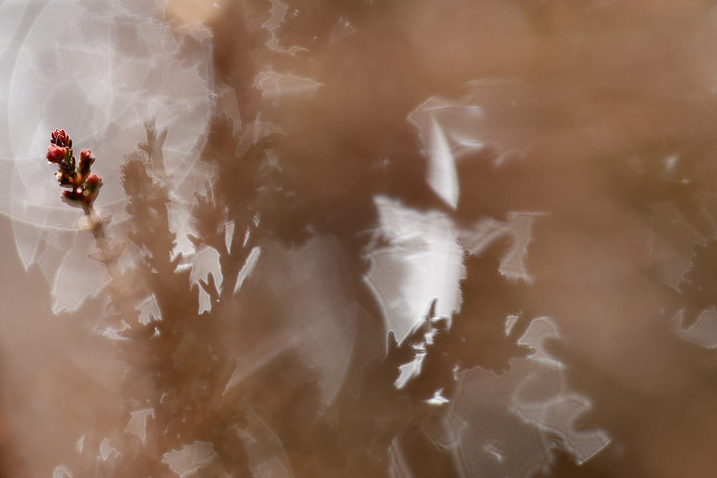 Macro image of ling (Calluna vulgaris) backlit by sunlight reflecting off a wet flush