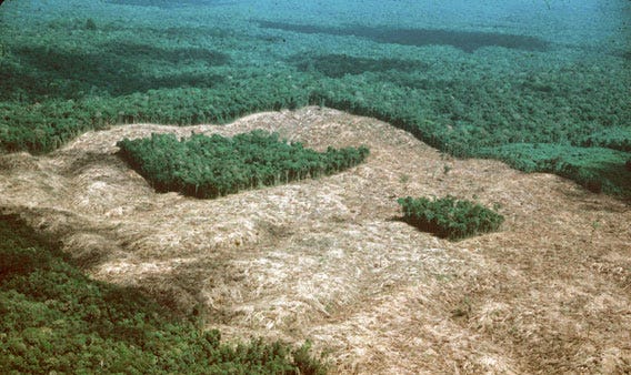 Lessons from the world's longest study of rainforest fragments