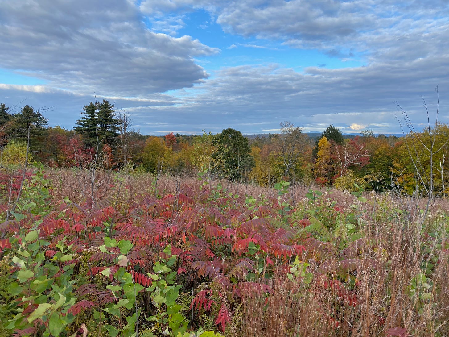 A hilltop field of red and green sumac and brown grasses. The trees on the horizon are red, gold, orange, yellow, and green; the clouds above are silvery purple.