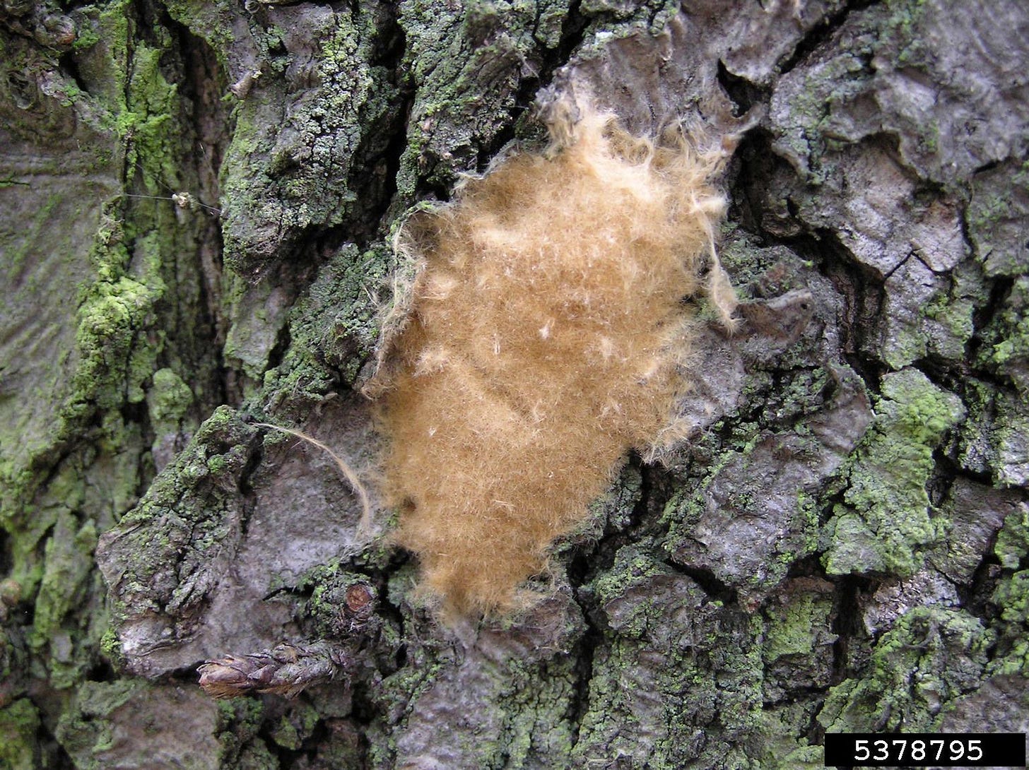 gypsy moth (Lymantria dispar ) on oak (Quercus spp. ) - 5378795
