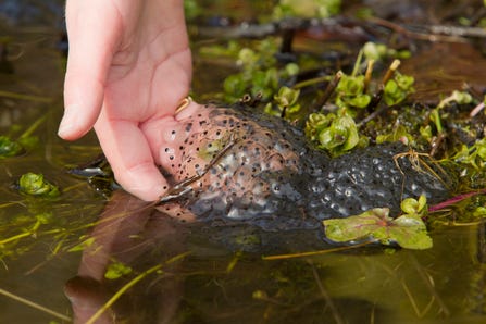 Our top 10 wildlife sightings for March | Berks Bucks & Oxon Wildlife Trust