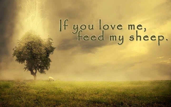 Image result for st peter feed my sheep Image result for st peter feed my sheep