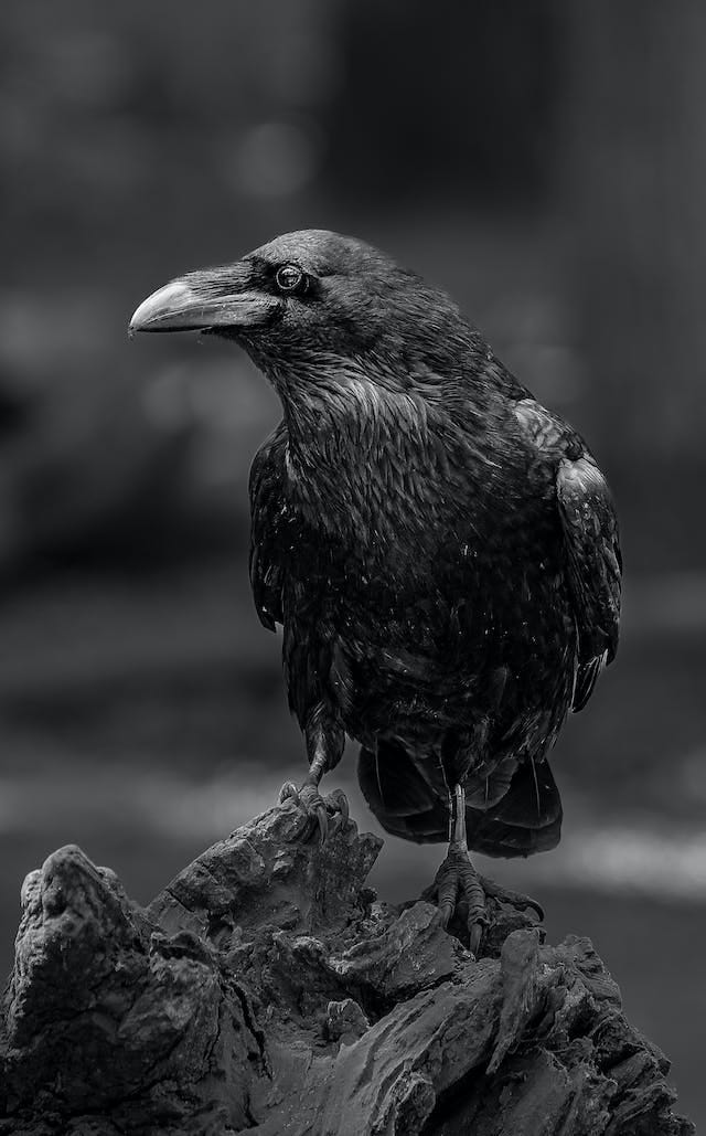 in monochrome, a raven sits atop a rock