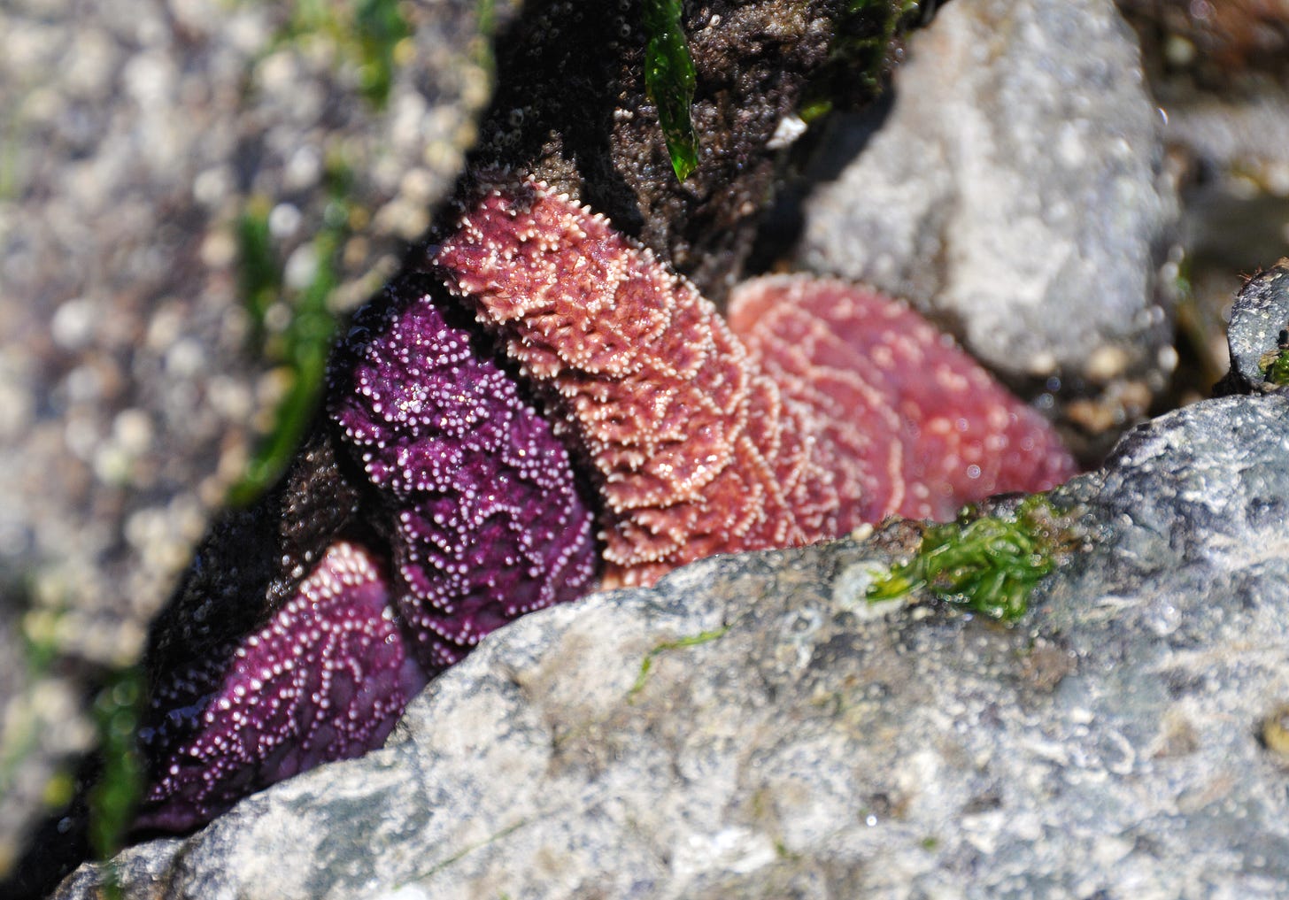Two starfish squished between rocks