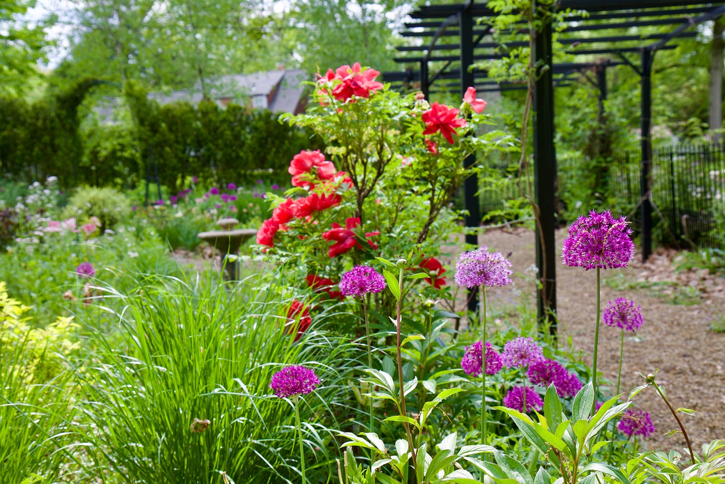 Allium ‘Purple Sensation’, Tree peony (Paeonia suffruticosa), golden Spirea and Feather Reed grass (Calamagrostis ‘Karl Foerster’ just rising for the May garden tour in the Cottage Garden.