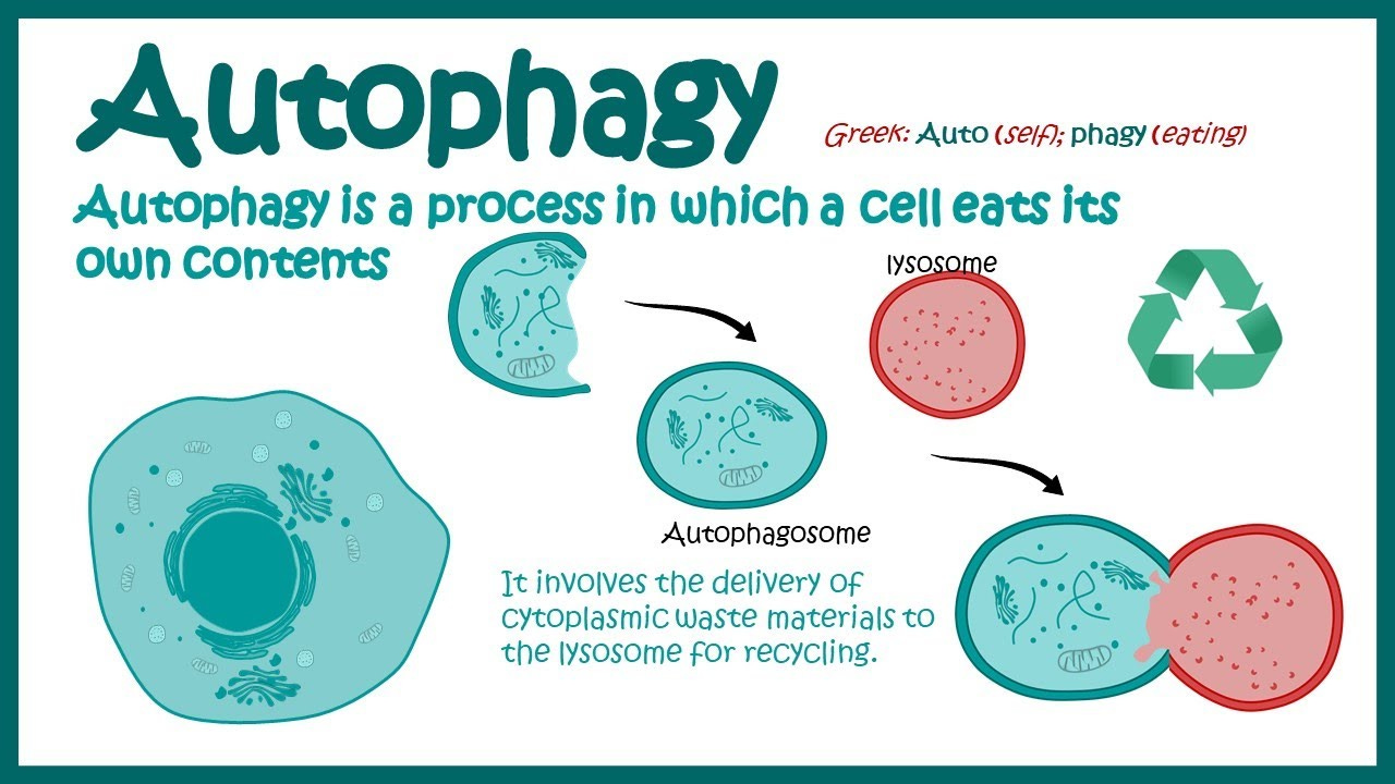 Autophagy | Introduction to Macroautophagy | Mechanism of Autophagy |  fasting induce Autophagy - YouTube