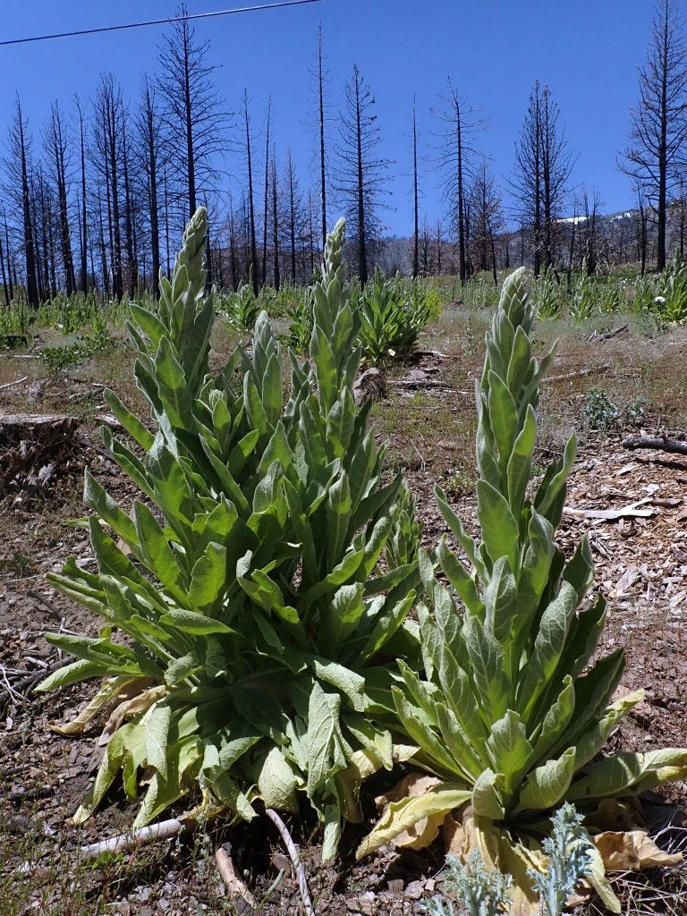 Mullein (Verbascum thapsus) in a post-fire environment. Mullein seeds can lay dormant for a century awaiting the disturbance habitat they prefer.