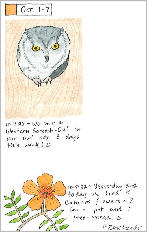 Perpetual Journal, week of Oct 1-7: Western Screech-Owl (2023); Caltrops Flower (2022)