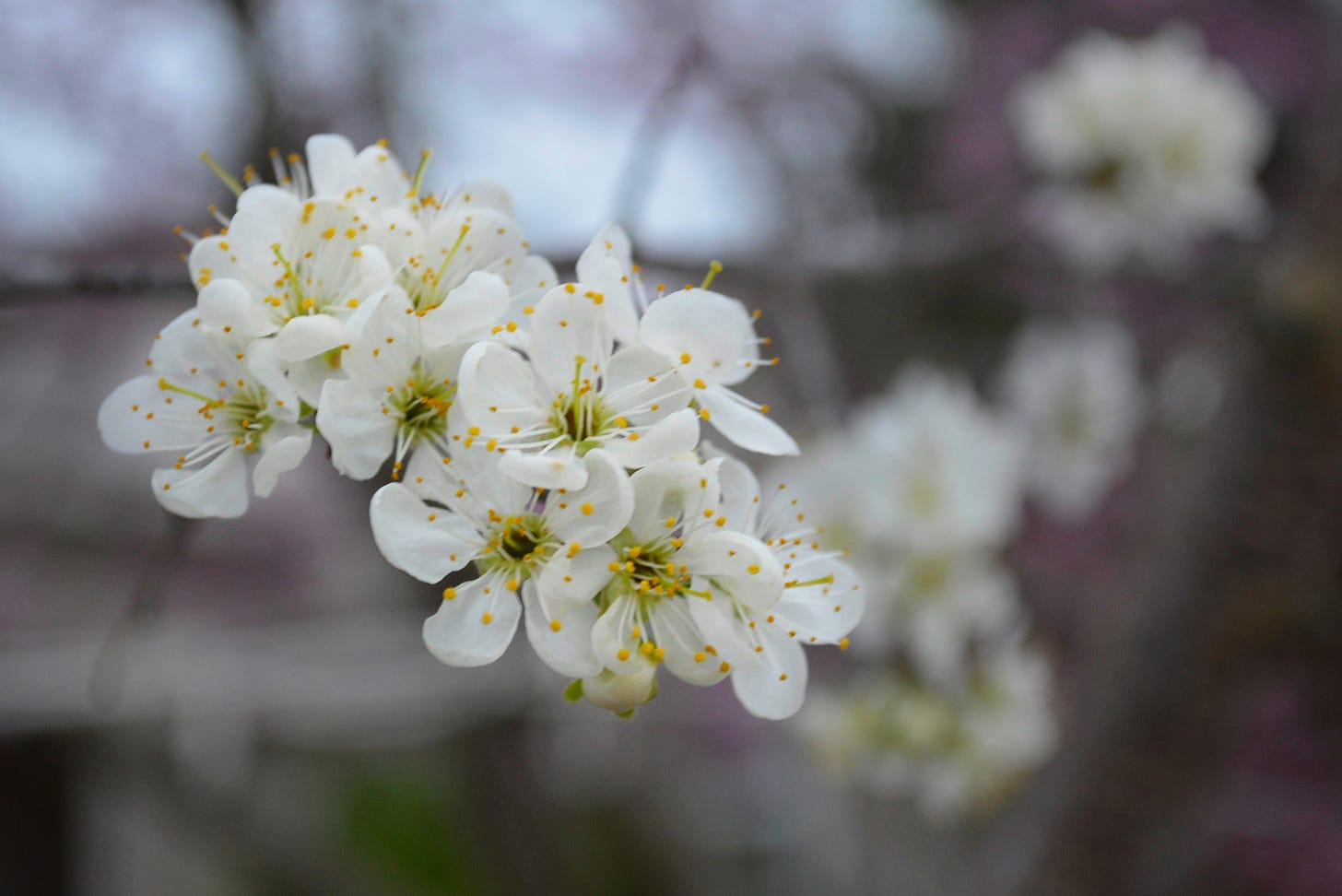 A cluster of white pear tree blossoms with more blurred in the background