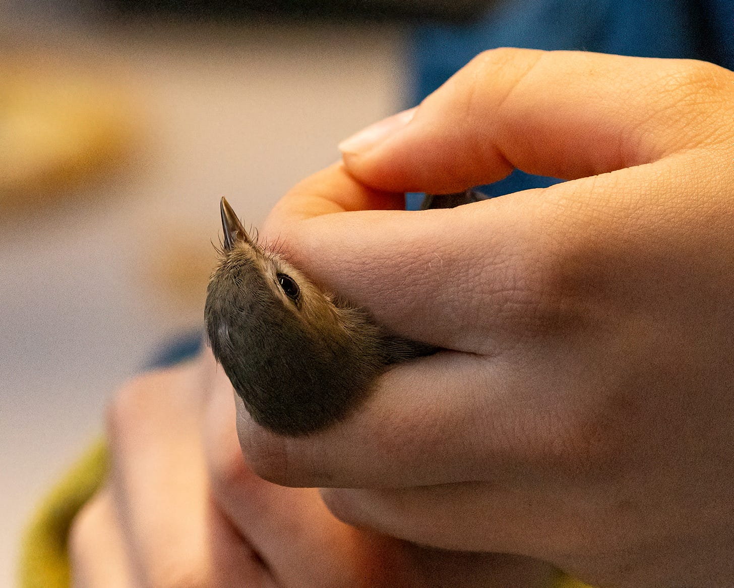 In this image, human hands cradle a warbling vireo while they put on leg bands for future identification.
