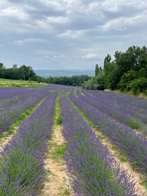A field of lavender

Description automatically generated with low confidence