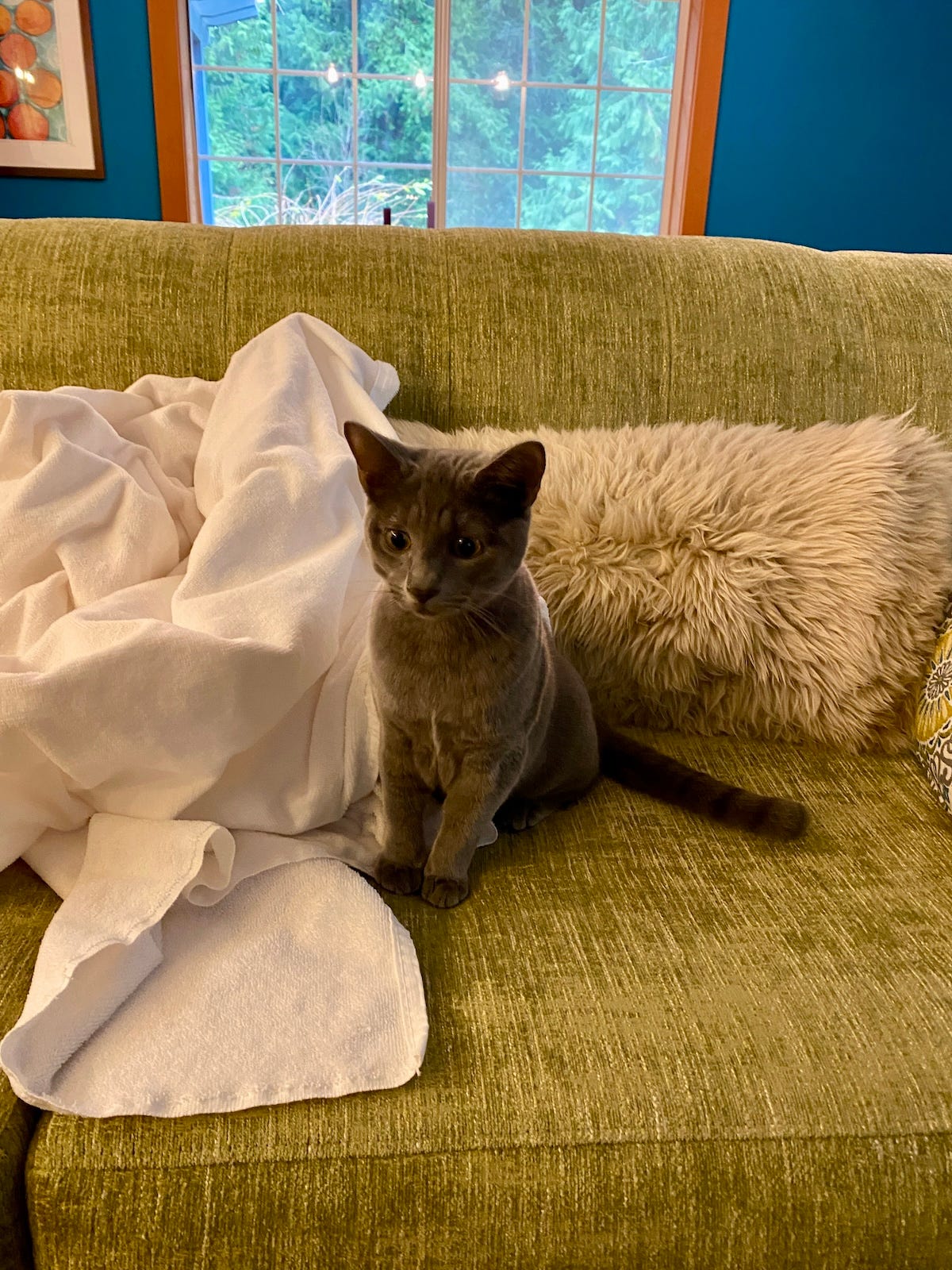 A small gray cat sits on a pale green couch against a fluffy pillow and a white towel.