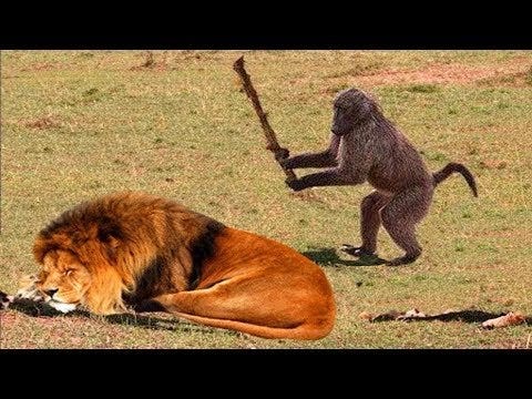 monkey hit lion tree Meme Generator - Imgflip