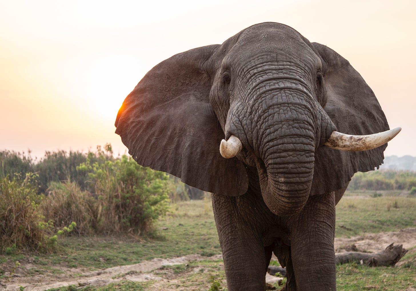 An elephant walking toward the camera, trunk tucked into their mouth