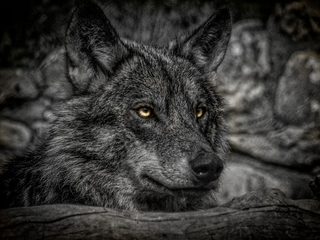 Wolf by Lynda Adlington https://lyndaadlington.co.uk