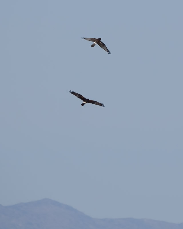20250219-ManvilleFarm-358-Edit.jpg