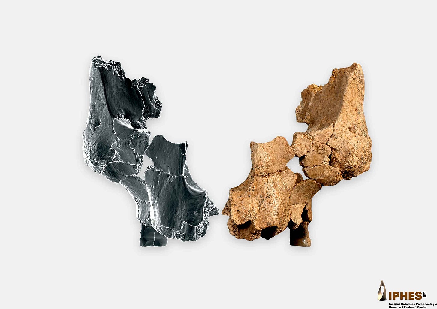 Fossil of a left side of a face posed together with a virtual model of the right side. Fossil of a left side of a face posed together with a virtual model of the right side.