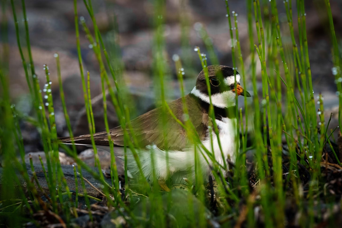 A female semipalmated plover standing over her nest with eggs.