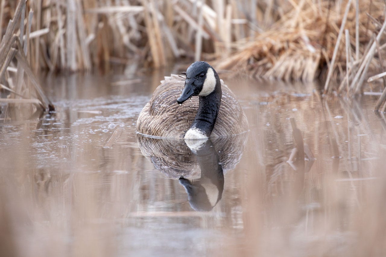 a canada goose floats in a marsh between tussocks of dry grass. They look up to consider the camera, somewhat grumpily.