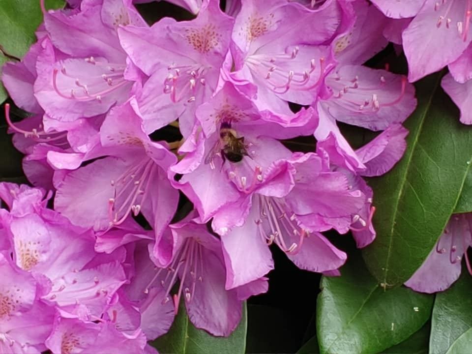 May be an image of mountain-laurel