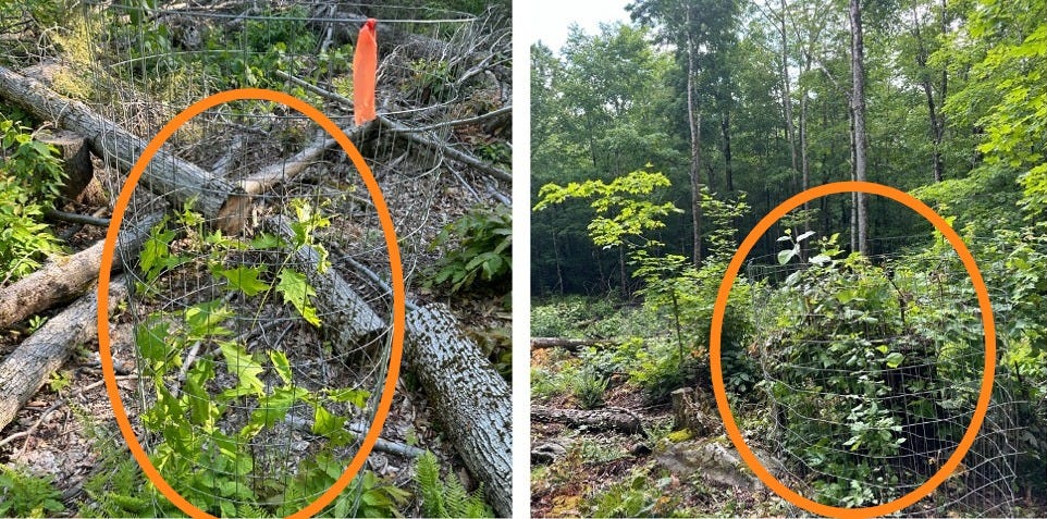 Oak and apple trees planted in a clear cut of a forest. Oak and apple trees planted in a clear cut of a forest.